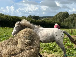 Appaloosa horses Cosmic Minstrel Gorgeous Gelding Rising 2 May 2026 - Advert 1