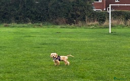 Cockapoo dogs for sale: Cockerpoo  - Image 4