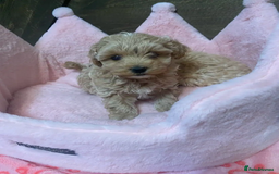 Maltipoo dogs for sale: Adorable maltipoo puppies are ready for sale  - Image 2