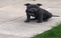 Staffordshire Bull Terrier dogs for sale: Blue brindle staffy - Image 4