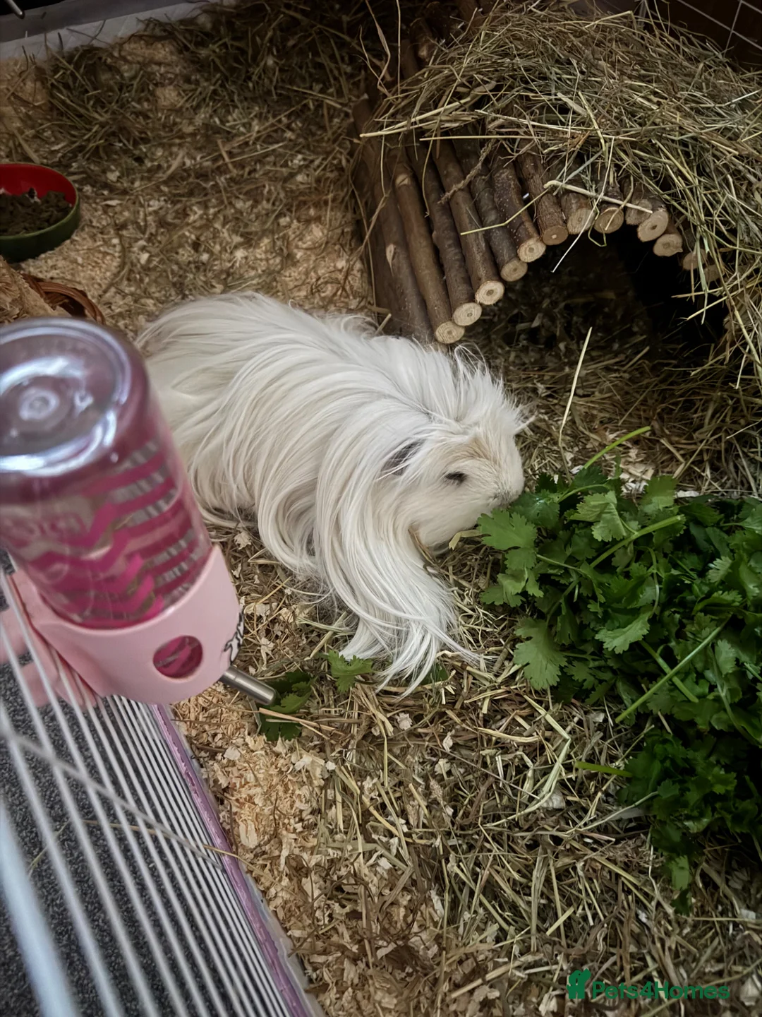 Guinea Pig rodents for sale: 2 Guinea pigs looking for a lovely new home in Chatham - Advert 2