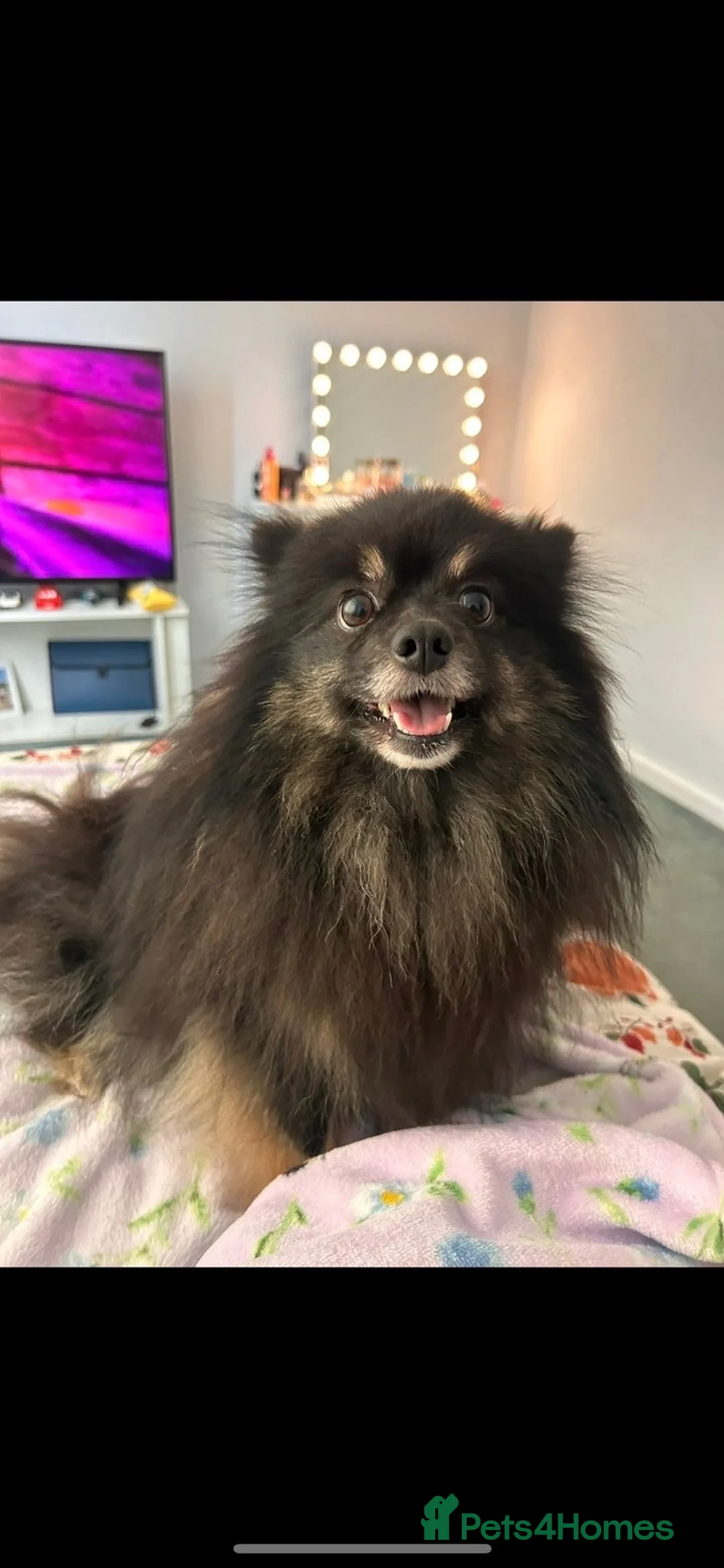 Pomeranian dogs for sale: Galaxy Female Pomeranian  in Exeter - Advert 2