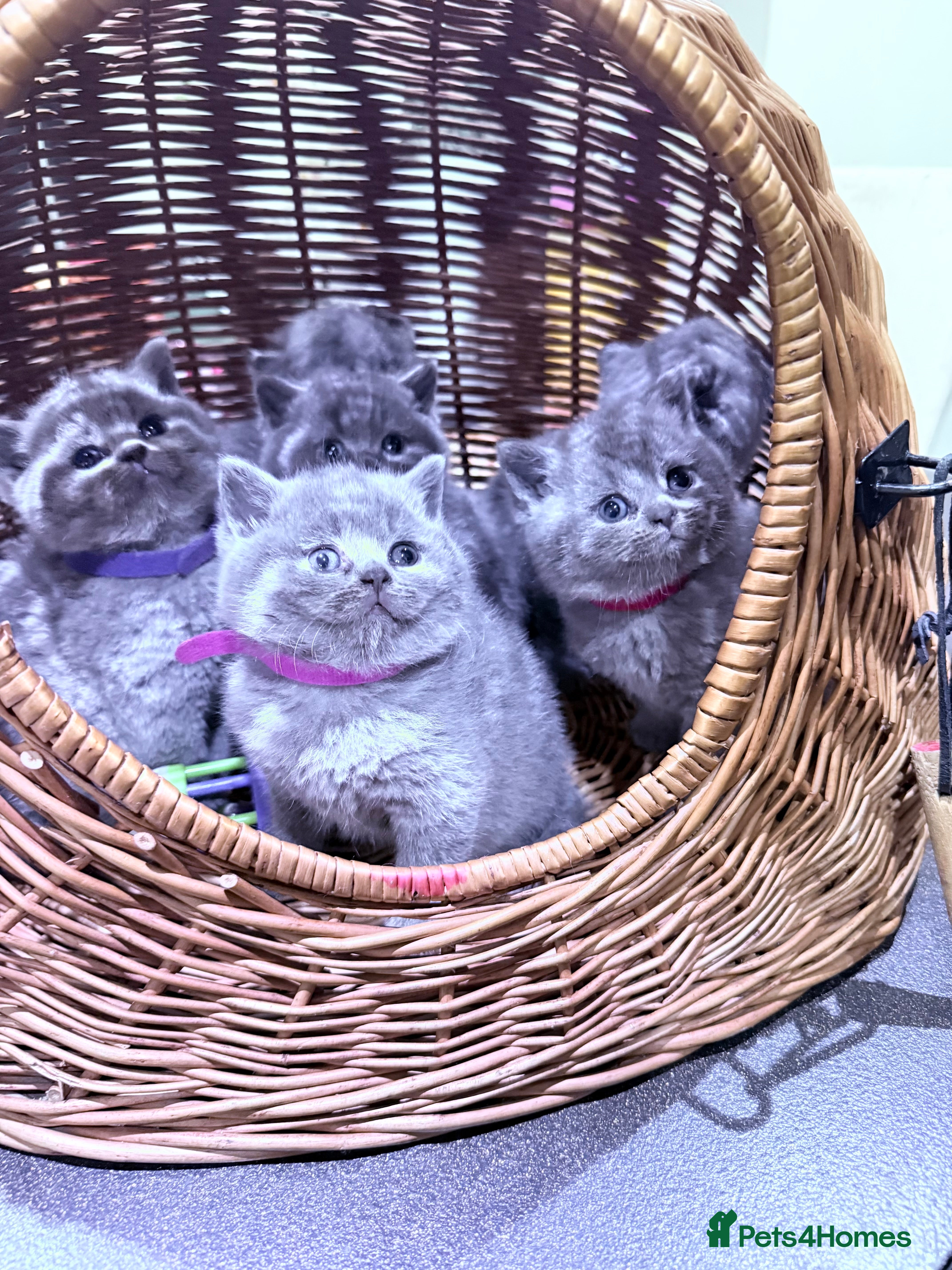 British Shorthair cats Gorgeous BHS kittens from grand champion gccf stud - Advert 1