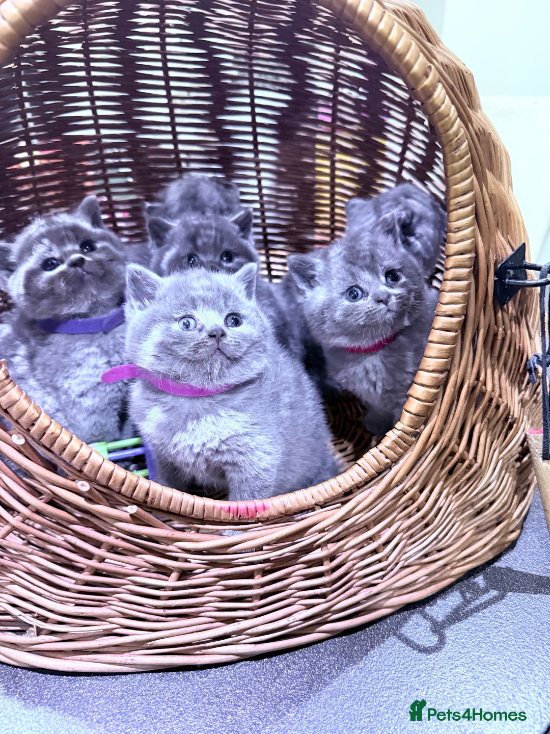 British Shorthair cats for sale: Gorgeous BHS kittens from grand champion gccf stud - Advert 1