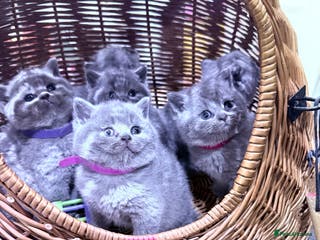 British Shorthair cats Gorgeous BHS kittens from grand champion gccf stud - Advert 16