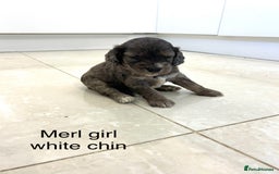 Cockapoo dogs for sale: Beautiful cockapoos  - Image 12