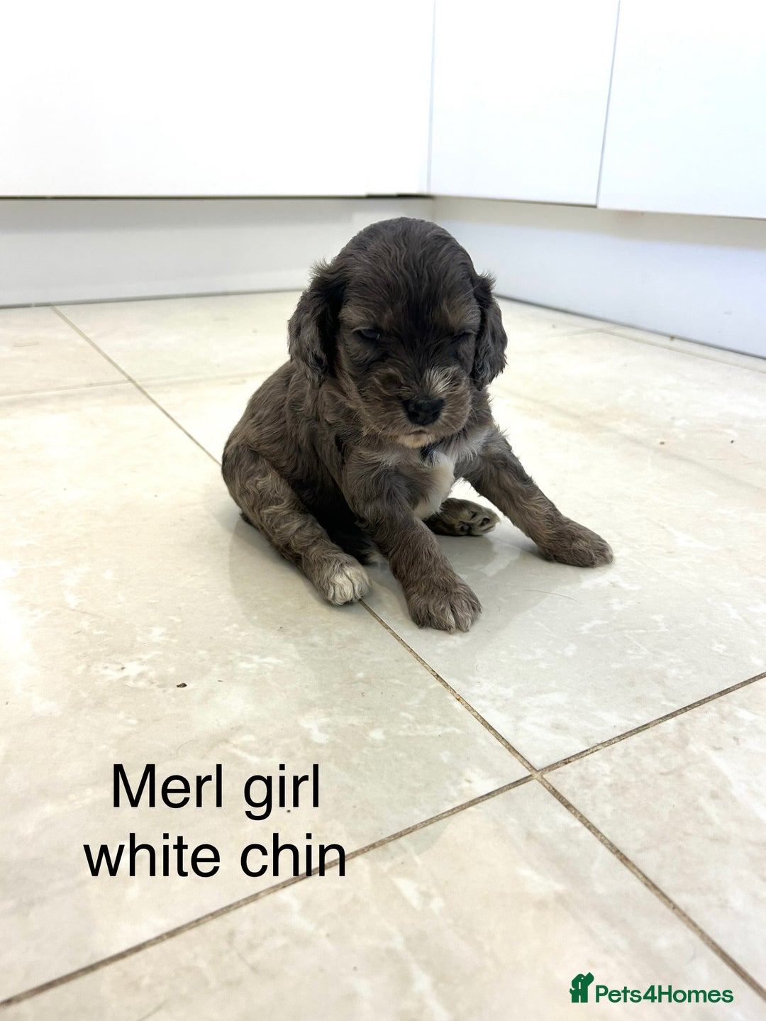 Cockapoo dogs for sale: Beautiful cockapoos  - Image 12