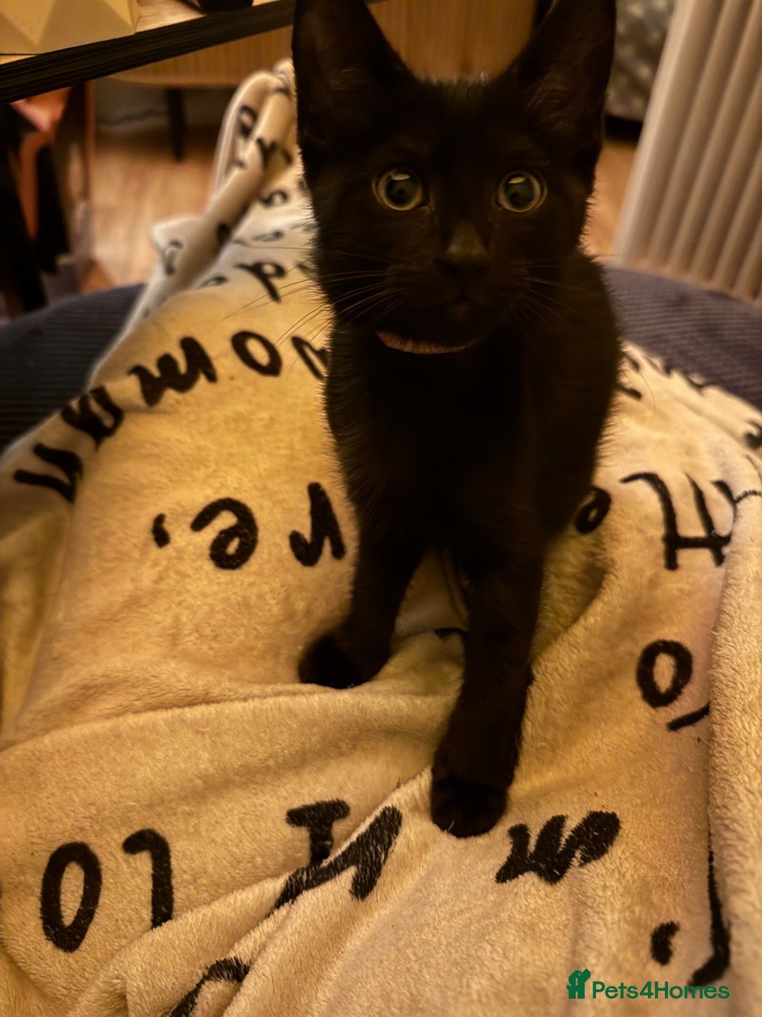 Mixed Breed cats for sale: Melanistic bengals/siamese’s (bengalese) - Advert 22