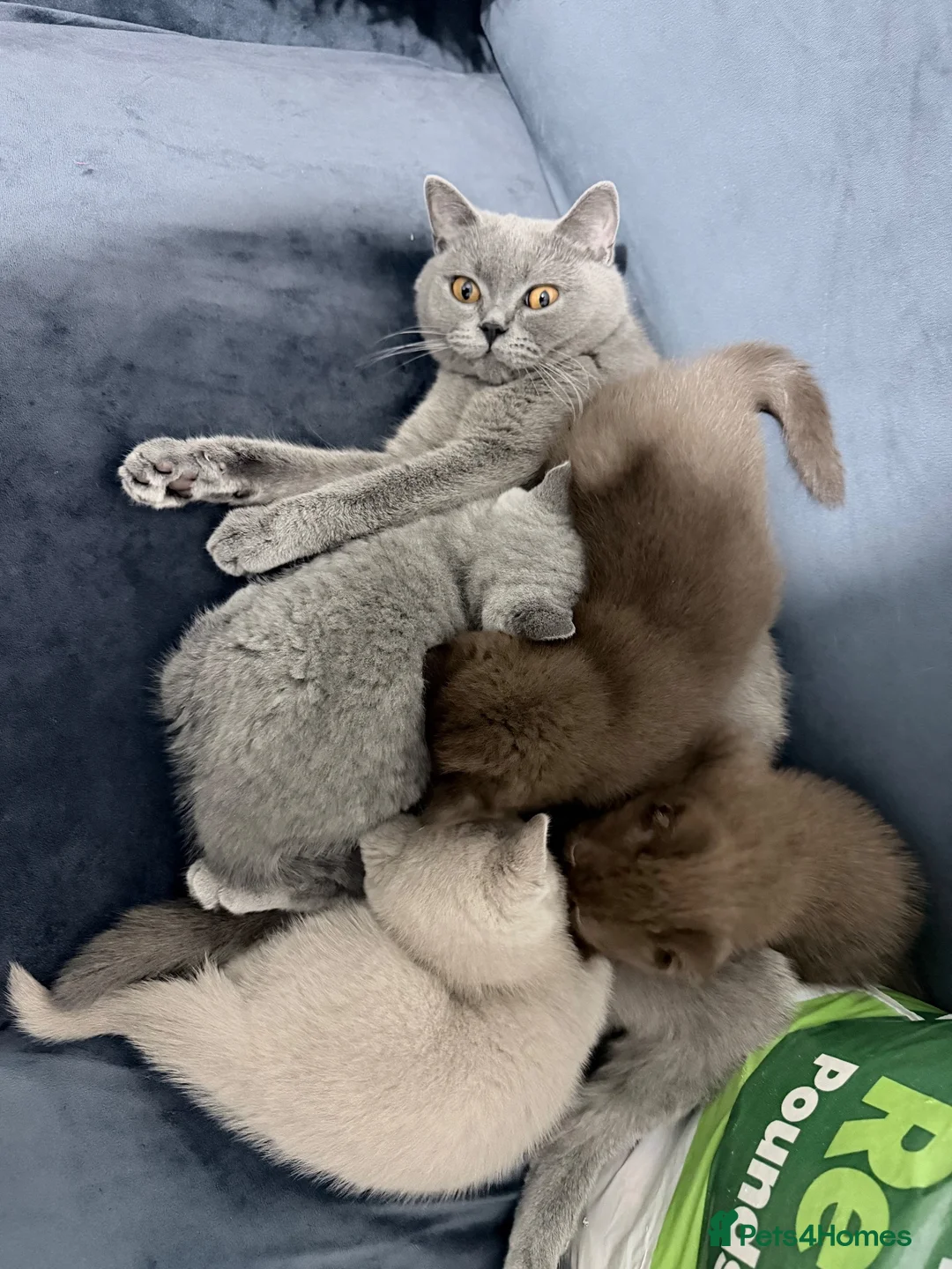 British Shorthair cats for sale: Beautiful fully british short hair kittens - Advert 1