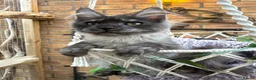 Maine Coon cats for sale: Exceptional pedigree MaineCoons - Phantom & Sprite - Advert 11