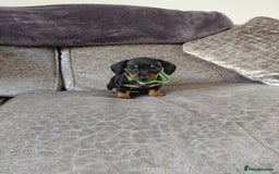 Miniature Dachshund dogs for sale: Ready now miniature dachshunds boy - Image 8