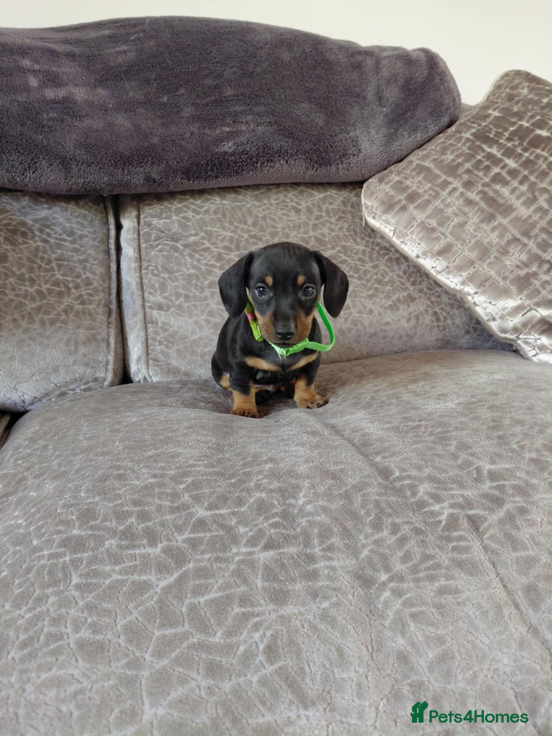 Miniature Dachshund dogs for sale: Ready now miniature dachshunds boy - Image 8