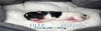 Tilly