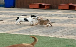 Mixed Breed dogs for adoption: Gorgeous Dylan needs a home! - Image 16