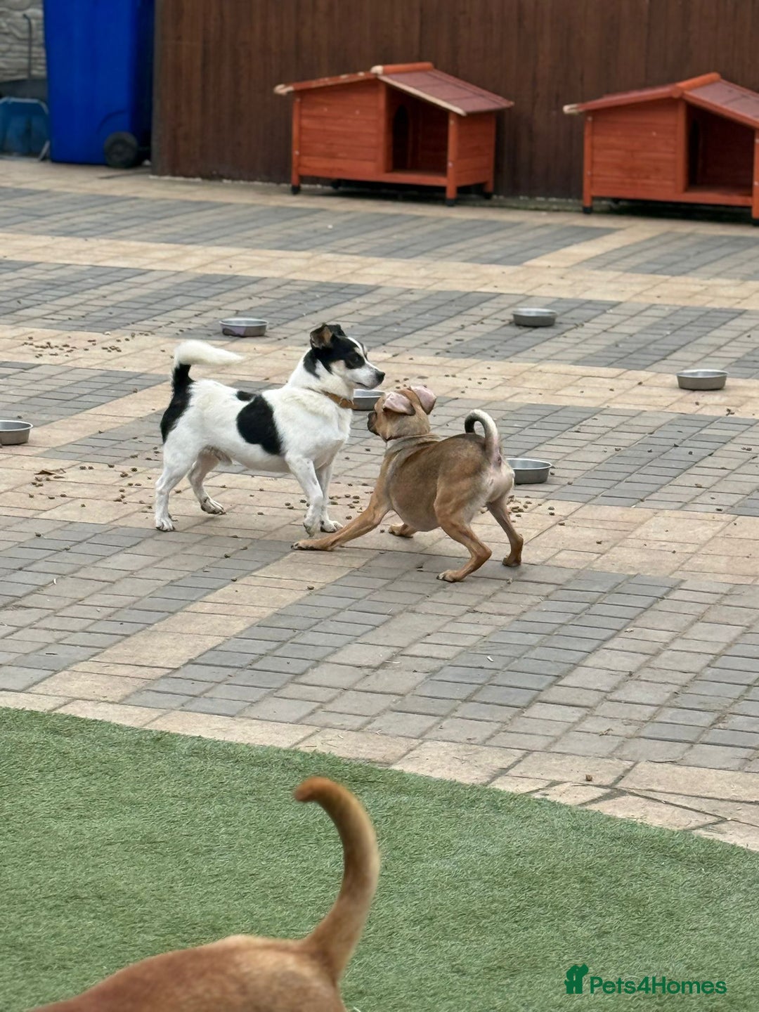 Mixed Breed dogs for adoption: Gorgeous Dylan needs a home! - Image 16