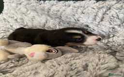 Welsh Corgi Cardigan dogs for sale: WELSH CARDIGAN CORGI BABIES FROM 5 ⭐ LICENSED HOME - Image 25