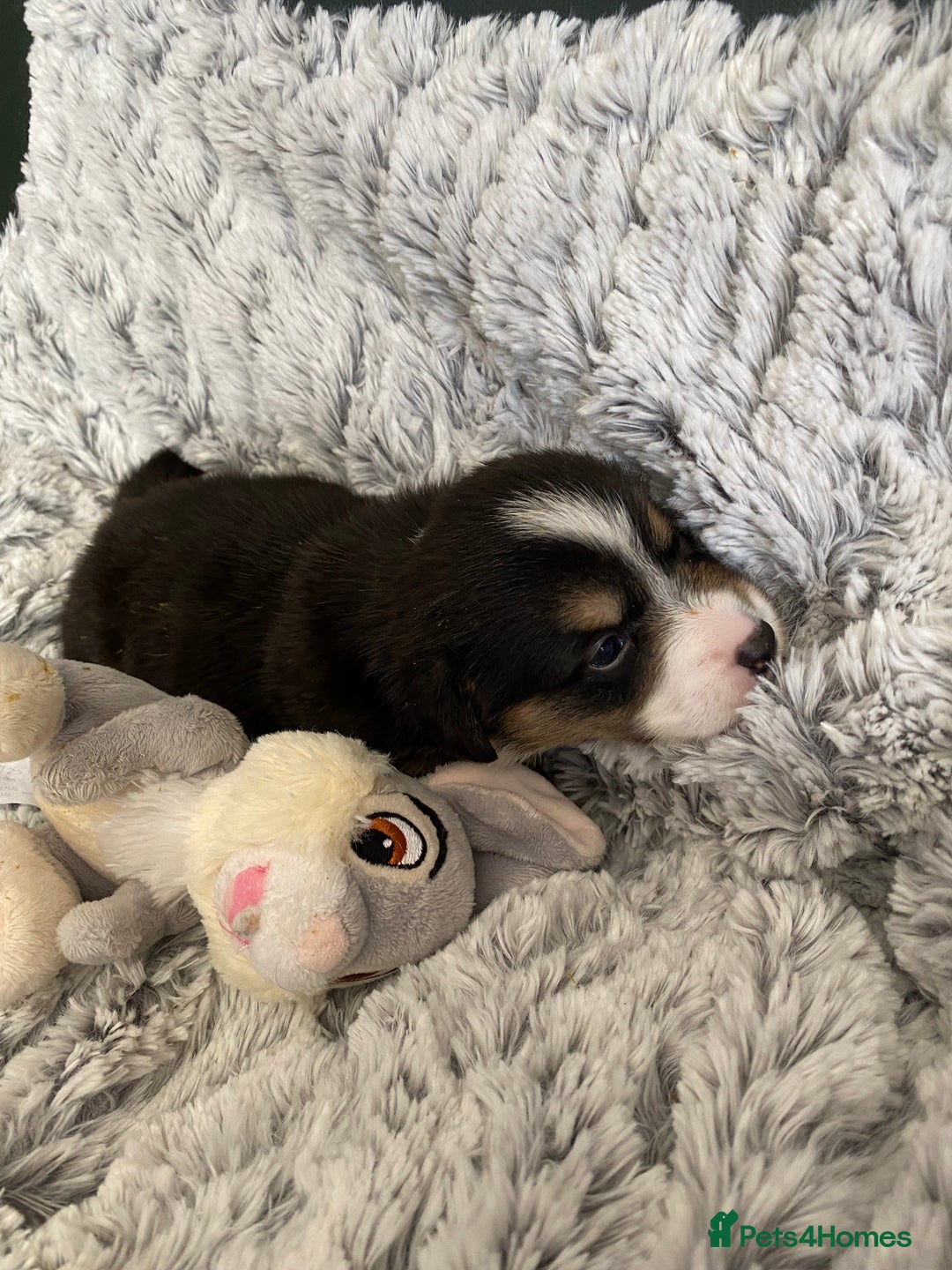Welsh Corgi Cardigan dogs for sale: WELSH CARDIGAN CORGI BABIES FROM 5 ⭐ LICENSED HOME - Image 25