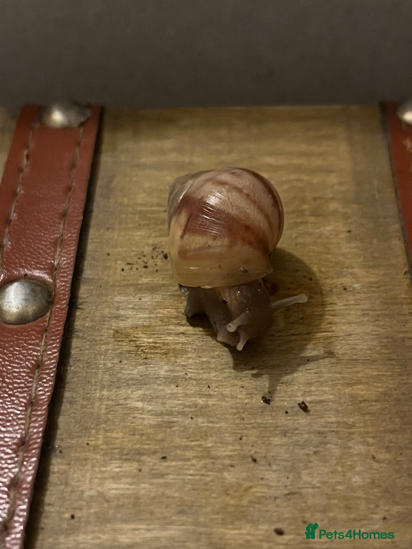 Snails invertebrates Baby giant African land snails (2 for £5) - Advert 11