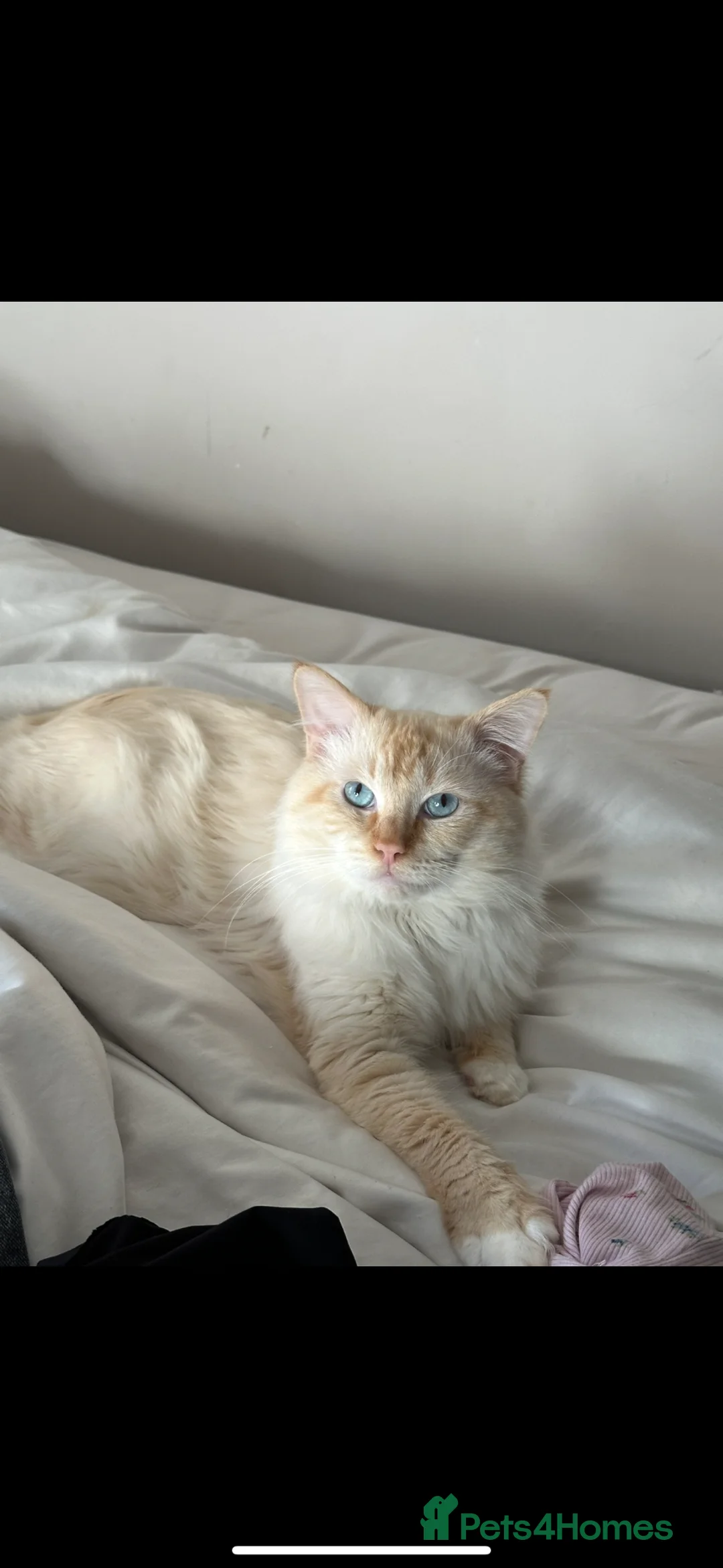 Ragdoll cats for stud: Flamepoint ragdoll stud - Advert 1