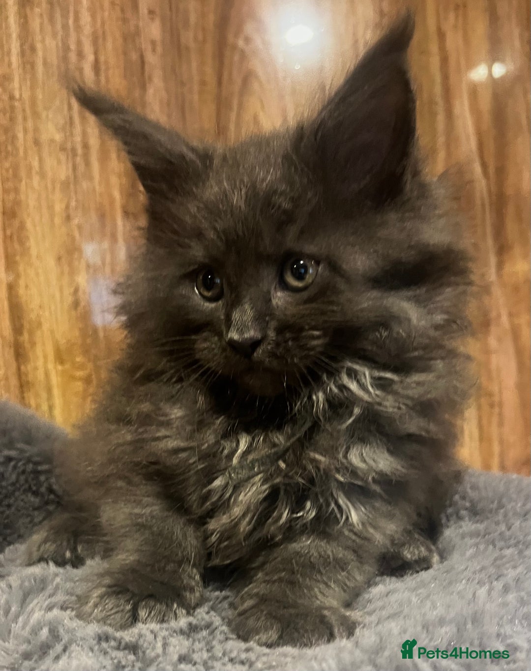 Maine Coon cats for sale: STUNNING MAINE COON KITTENS BLUE SMOKE (tica reg ) - Image 25