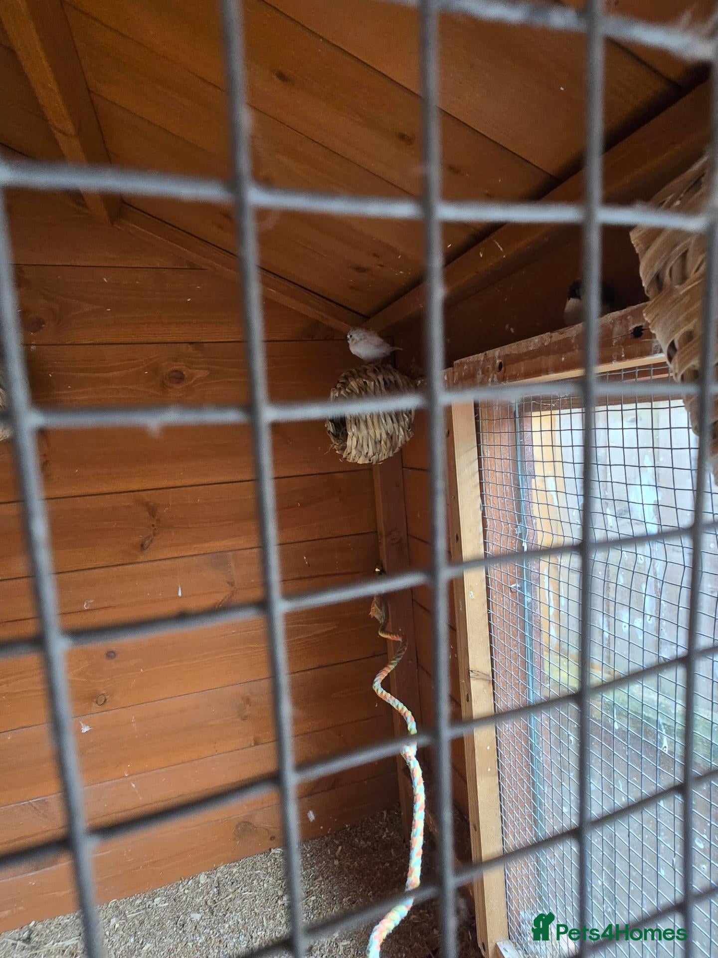 Finches birds Baby Zebra finches for sale - Advert 2