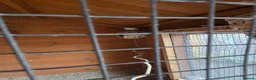 Finches birds for sale: Baby Zebra finches for sale in Leicester - Advert 1