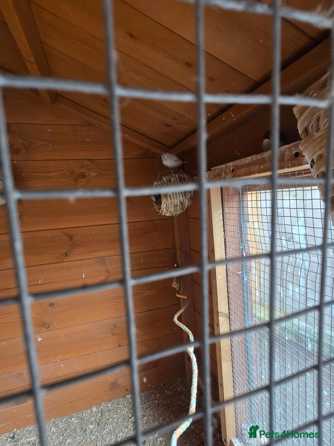 Finches birds for sale: Baby Zebra finches for sale in Leicester - Advert 1