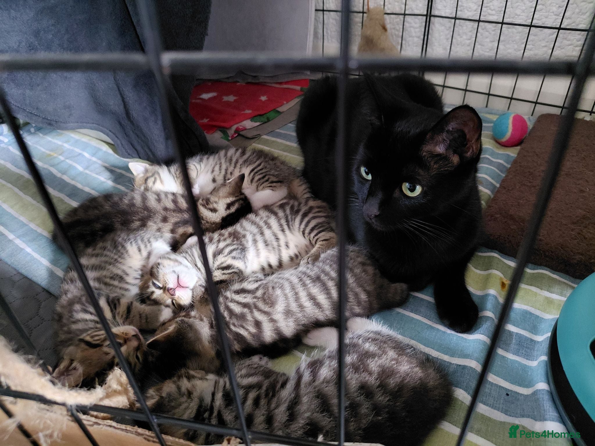 Mixed Breed cats 4 gorgeous female kittens! - Advert 7