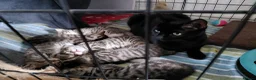 Mixed Breed cats for sale: 4 gorgeous female kittens! in Morpeth - Advert 1