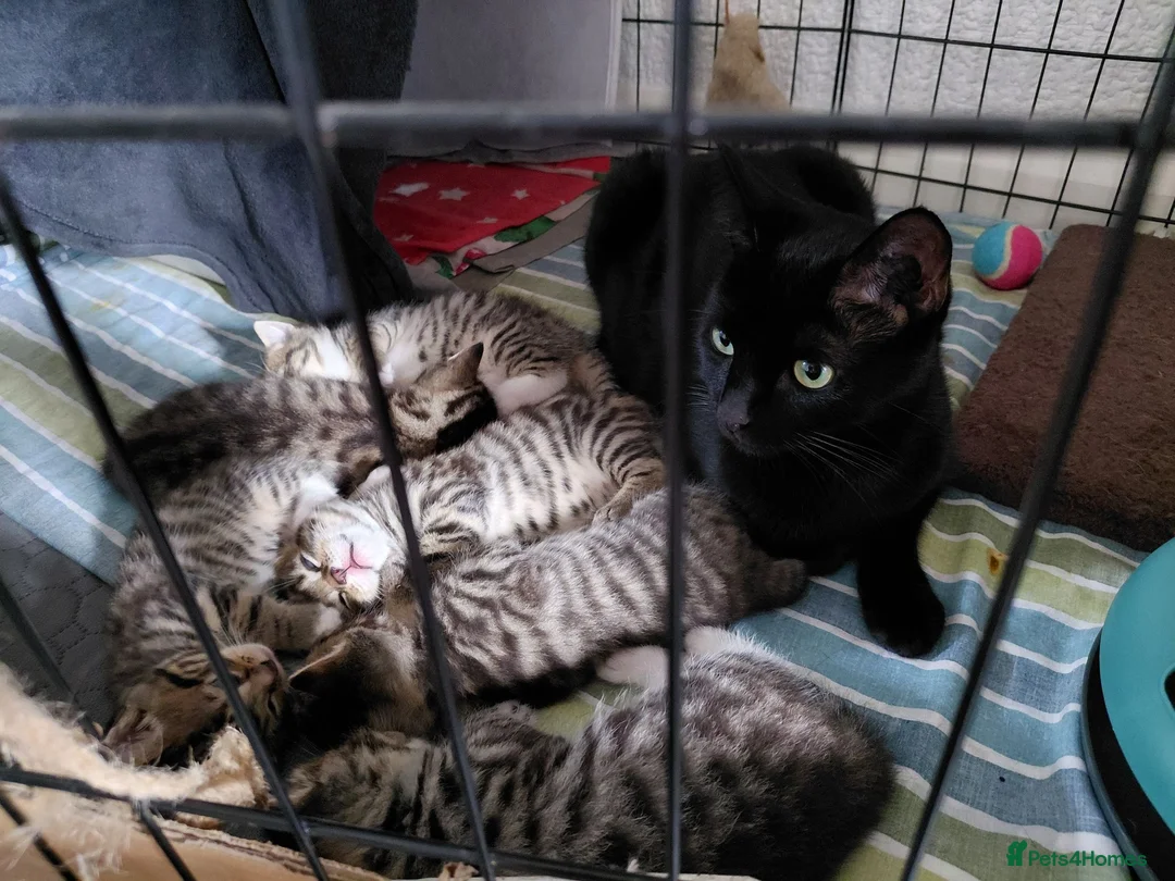 Mixed Breed cats for sale: 4 gorgeous female kittens! in Morpeth - Advert 1