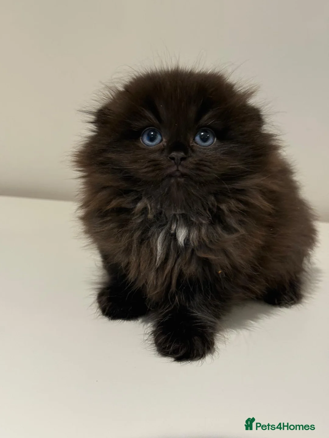 Mixed Breed cats for sale: Ragdoll x Highland Fold ONE GIRL LEFT - Advert 8