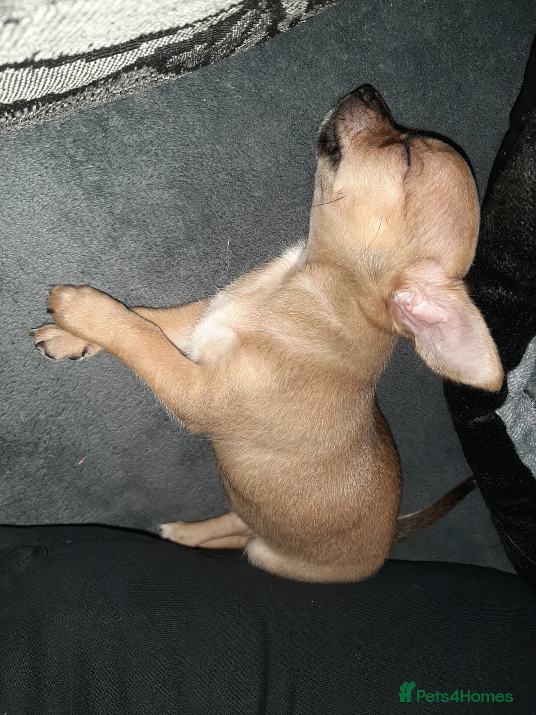 Chihuahua dogs for sale: May have a new home. - Advert 2