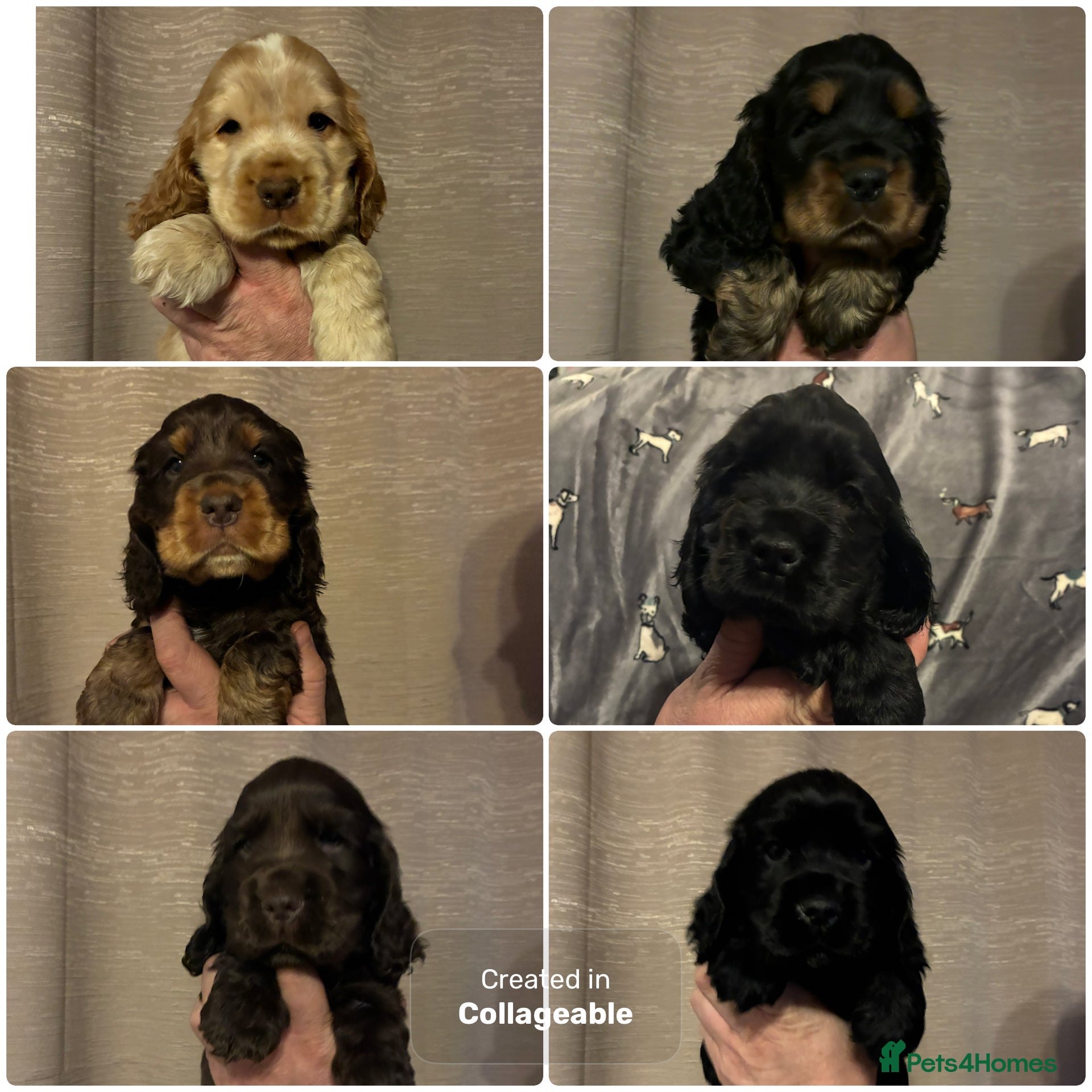 Cocker Spaniel dogs Show type cocker spaniel puppies  - Advert 10