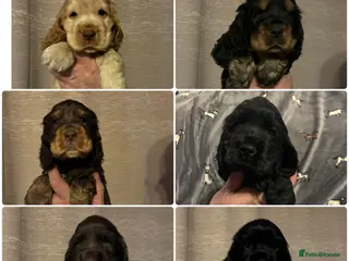 Cocker Spaniel dogs Show type cocker spaniel puppies - Advert 10