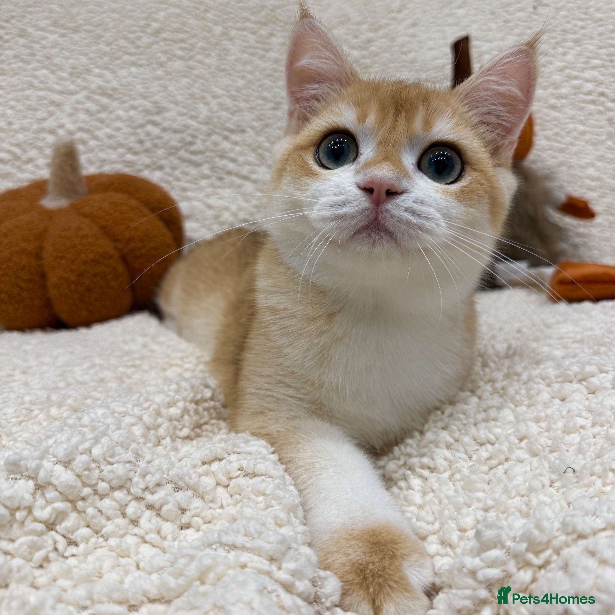 British Shorthair cats 🧡Exceptional pedigree golden BSH🧡 - Advert 11