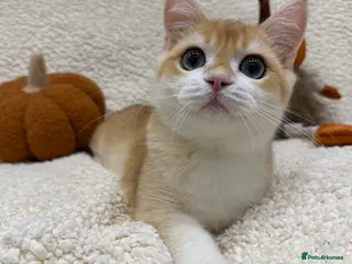British Shorthair cats 🧡Exceptional pedigree golden BSH🧡 - Advert 11