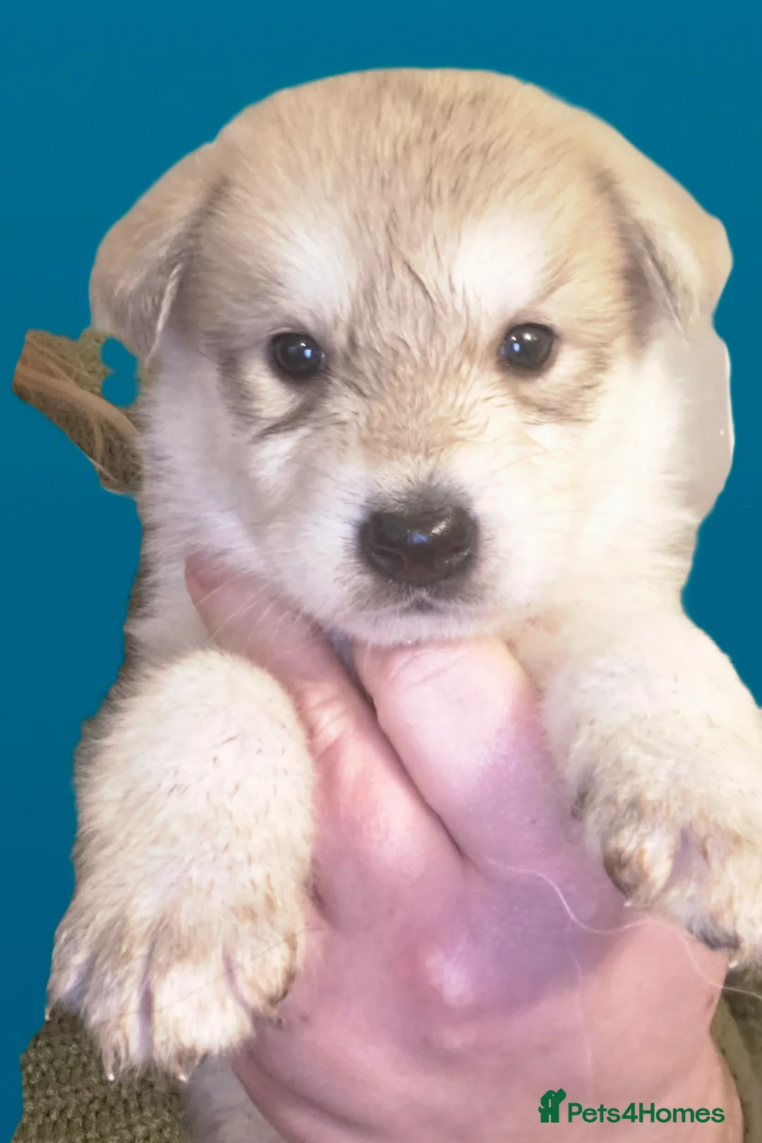 Northern Inuit dogs for sale: Tamaskan Puppies - Advert 5