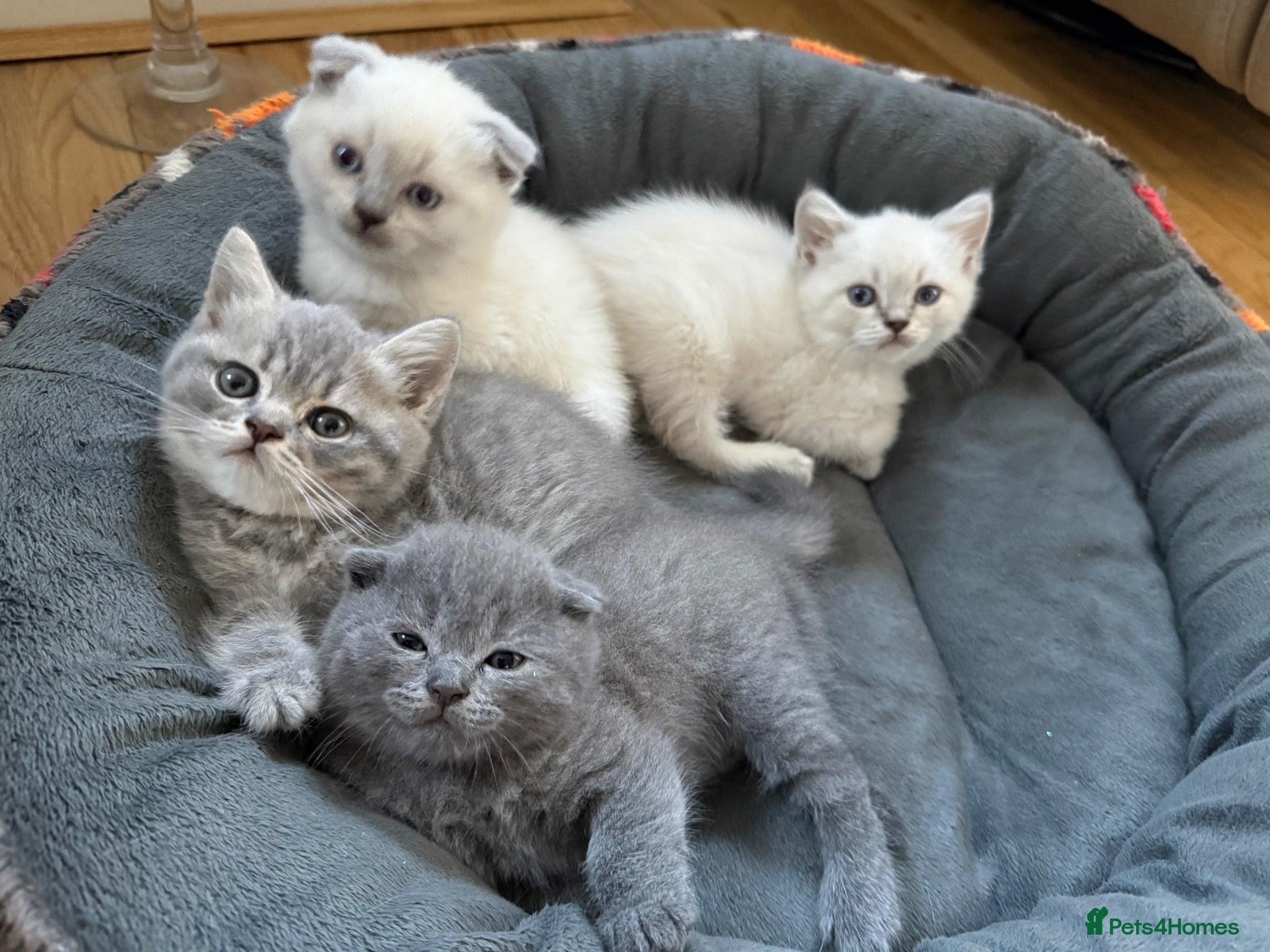 Scottish Fold cats Scottish fold kittens ready for reservation - Advert 7