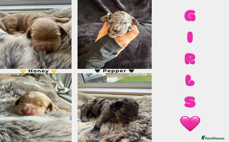 Cockapoo dogs - Advert 1