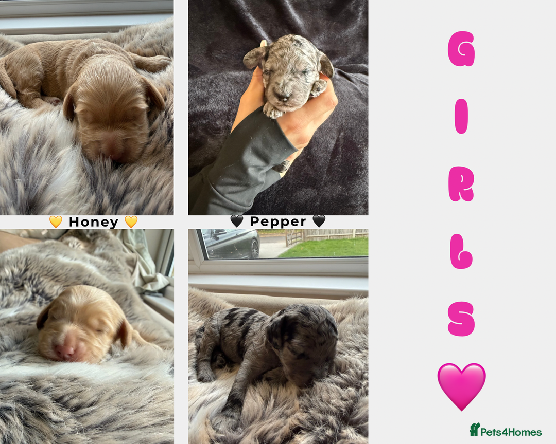 Cockapoo dogs for sale: Merle F1B Cockapoo Puppies - Image 1