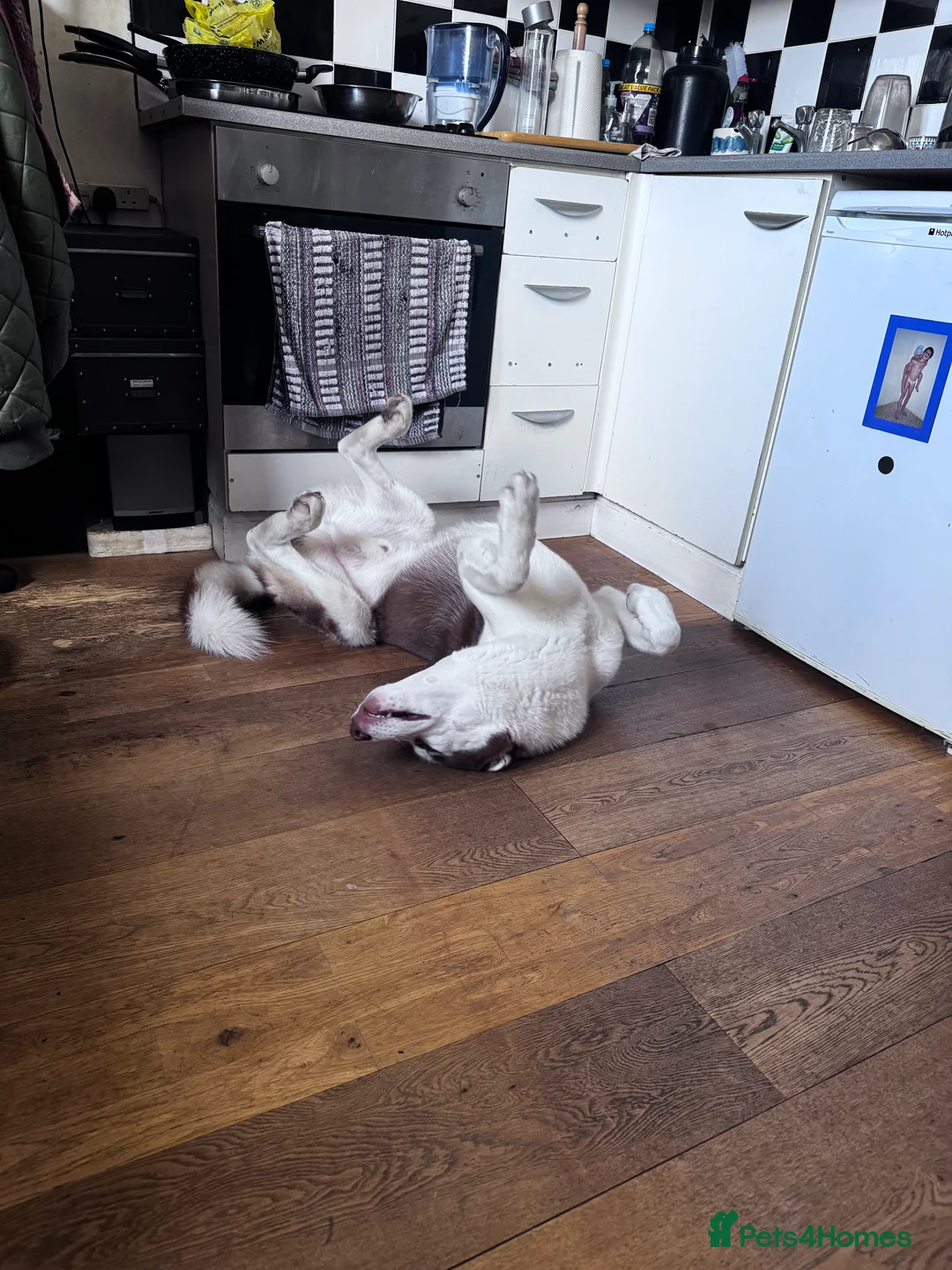 Siberian Husky dogs for sale: Siberian husky - Advert 3