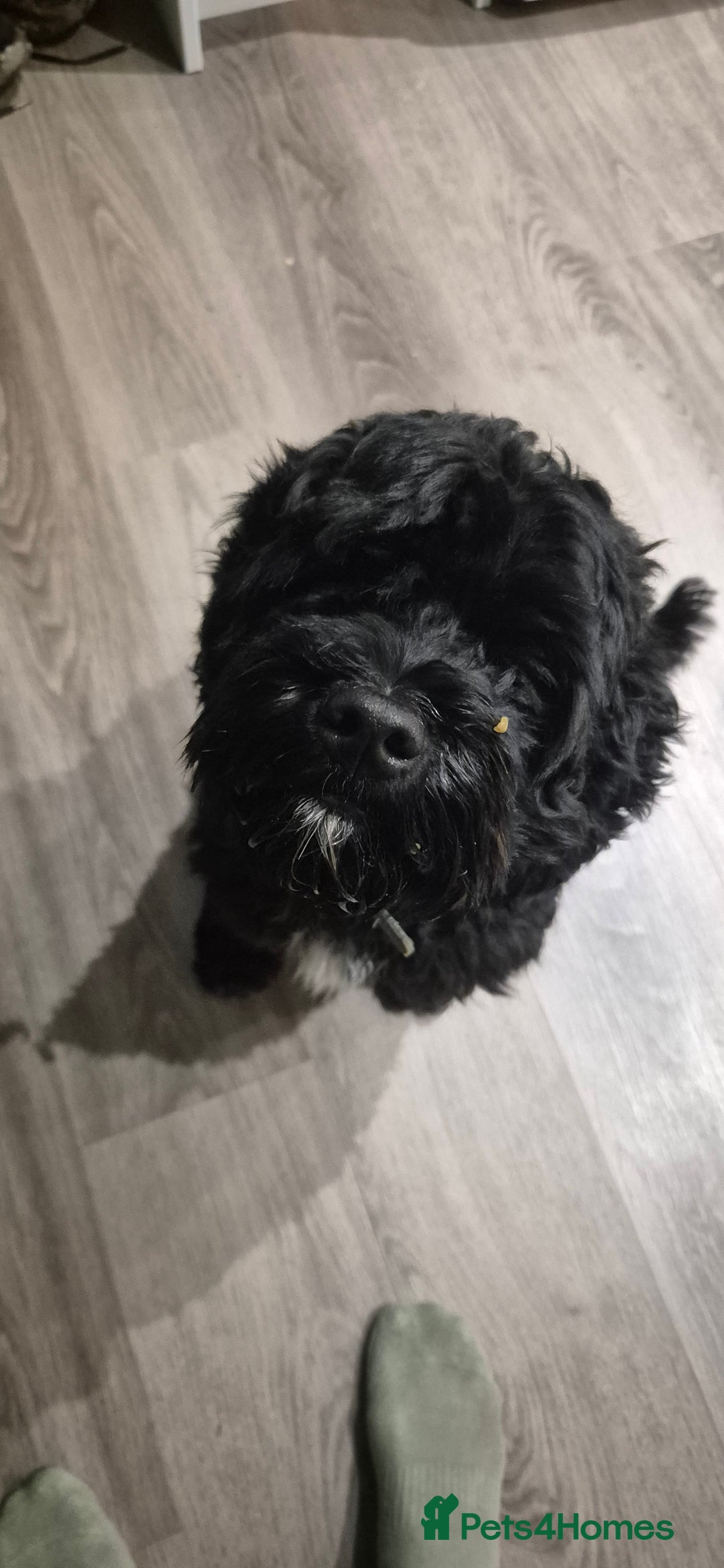 Cockapoo dogs for sale: Adorable 18 month male cockapoo for sale - Advert 2