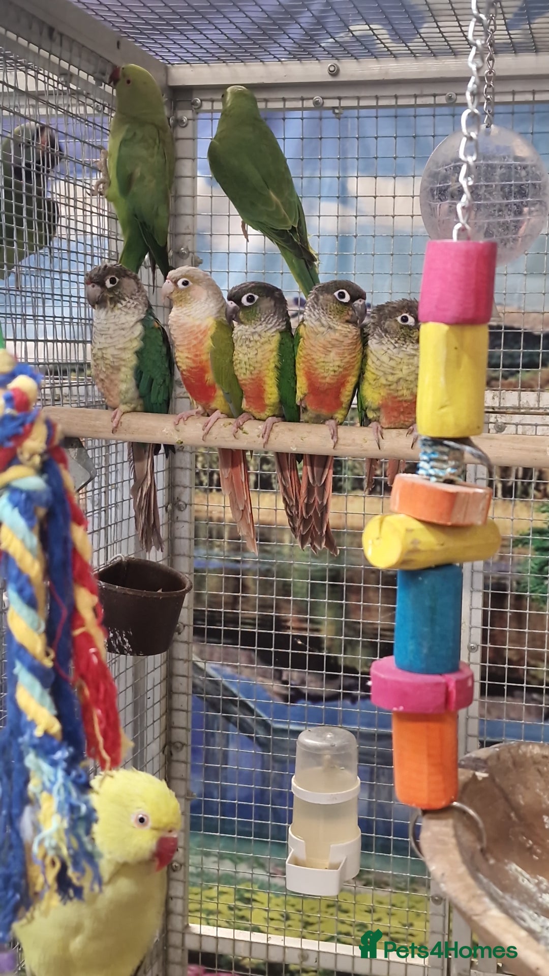 Parrots birds for sale: Stunning Birds/Parakeets/Parrots available  - Image 3