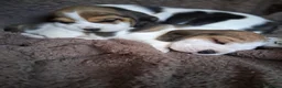 Beagle dogs for sale: Champion Tri-Color Beagles pups! in Doncaster - Advert 3