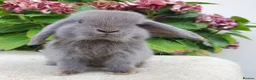 Mini Lop rabbits for sale: Baby mini lop boy available now - Advert 2