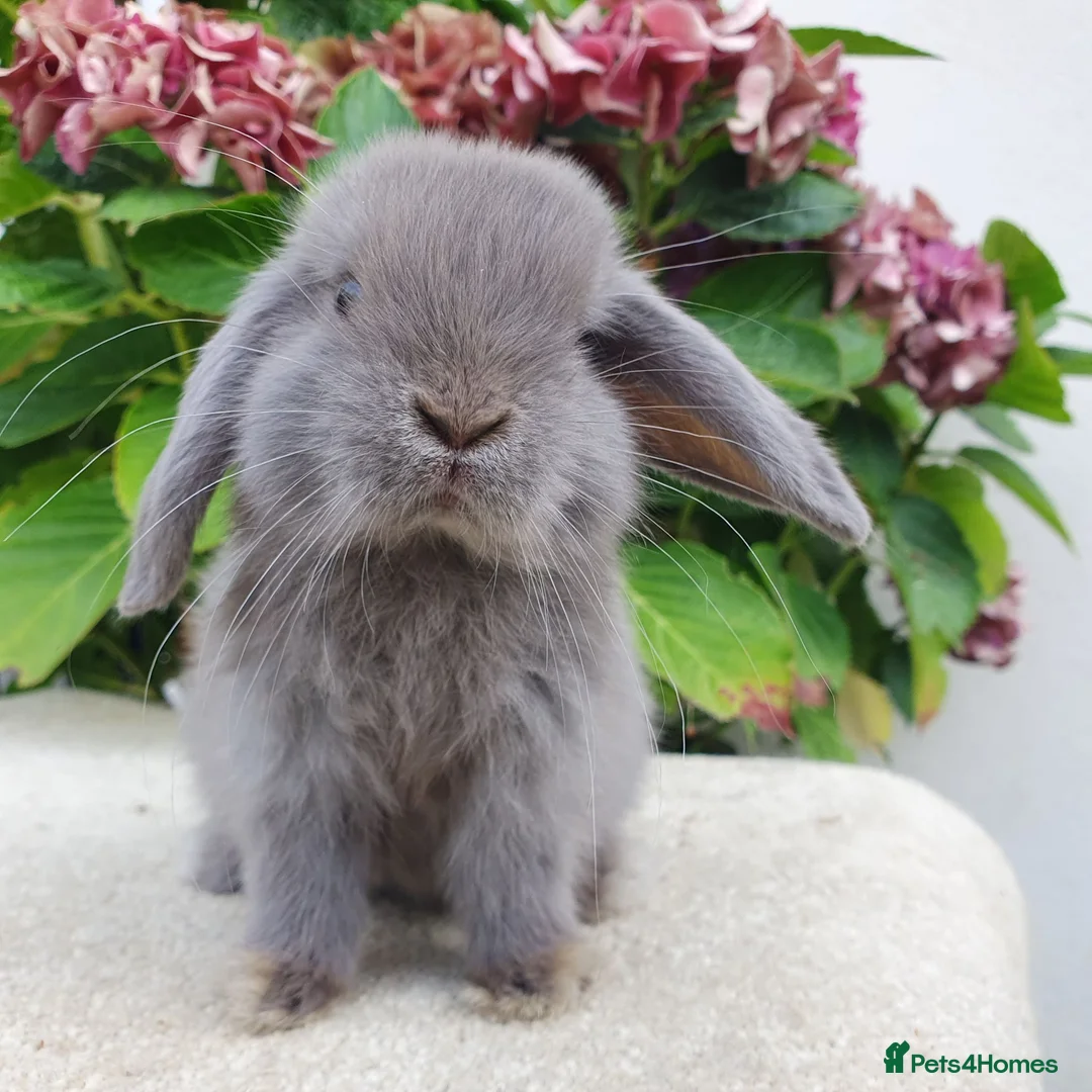 Mini Lop rabbits for sale: Baby mini lop boy available now - Advert 2