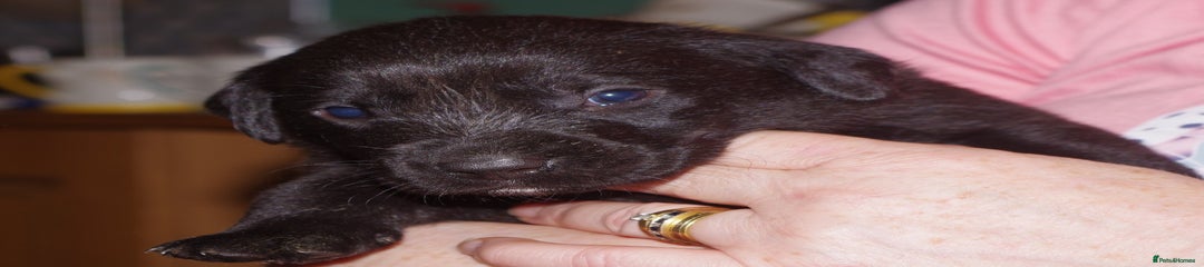 Labrador Retriever Puppy 6