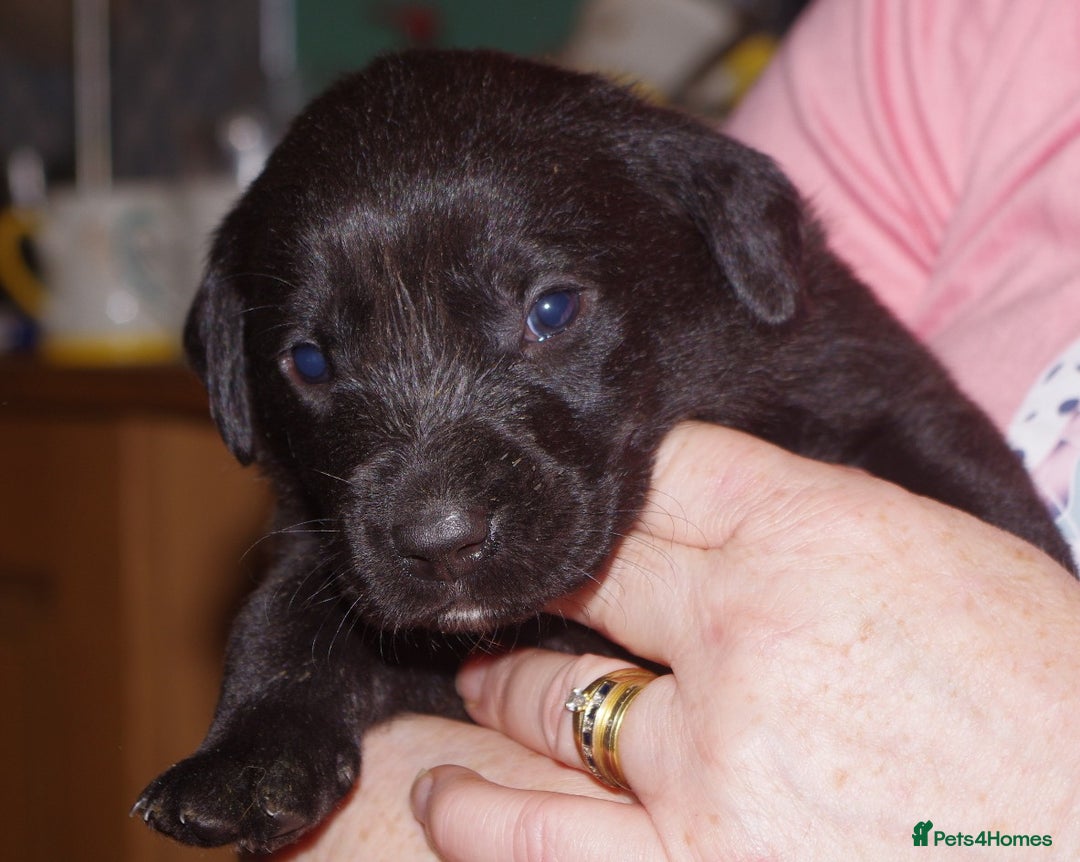 Labrador Retriever dogs for sale: * labrador retriever pups for sale - Advert 8