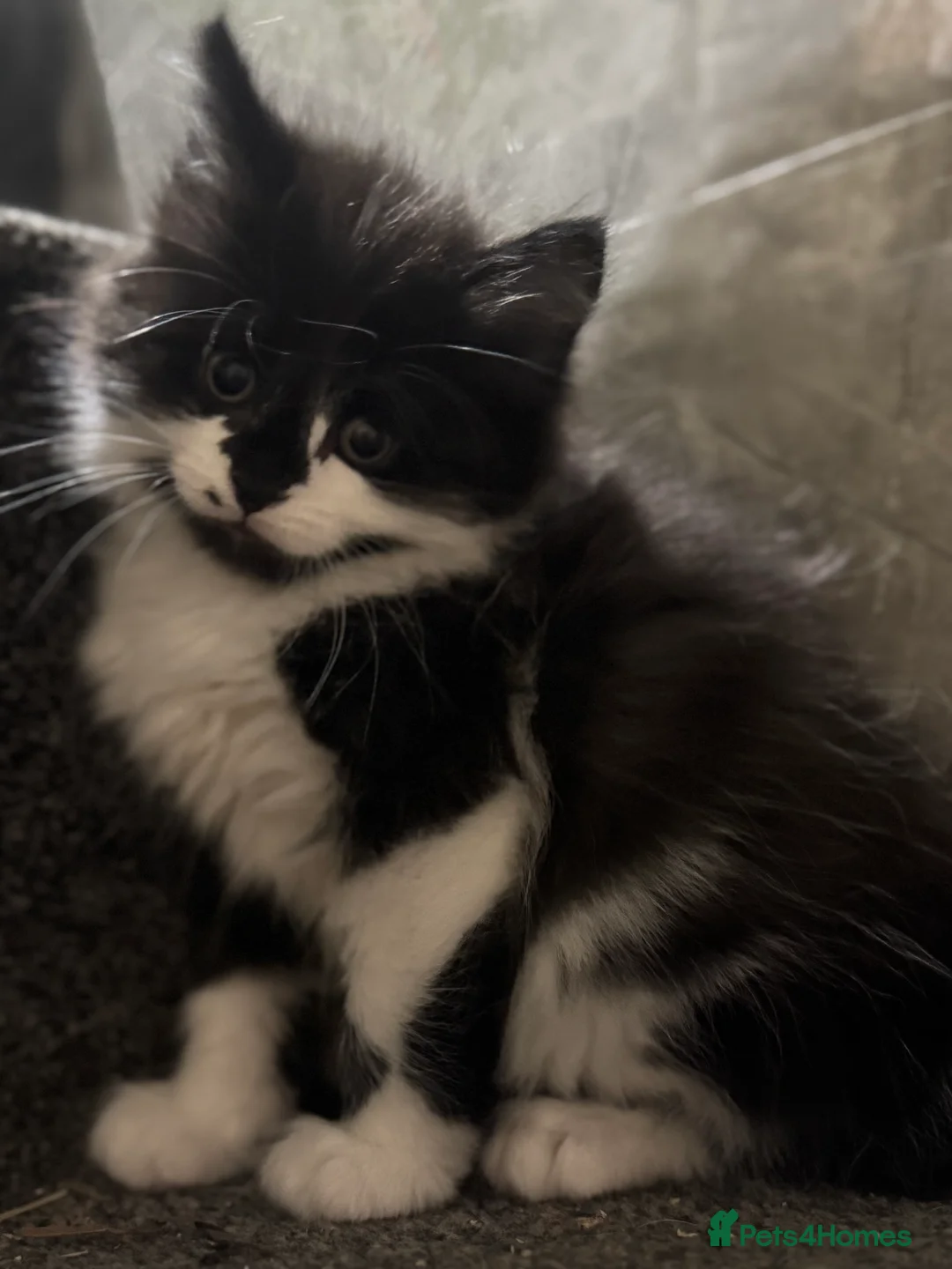 Mixed Breed cats for sale: 3/4 Maine coon long haired  - Advert 2