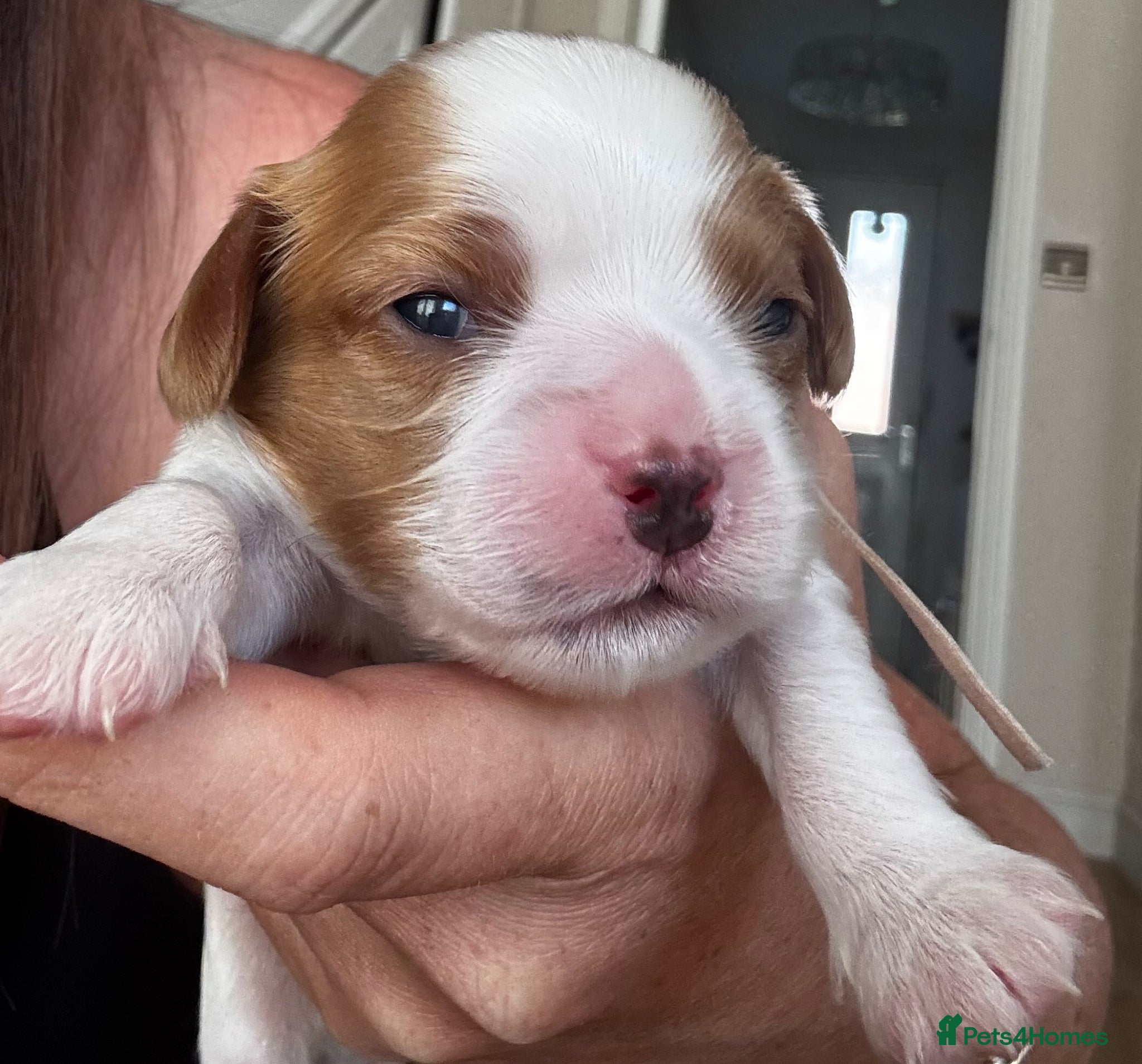 Cavalier King Charles Spaniel dogs 6 girls, cavalier King Charles spaniel available  - Advert 5